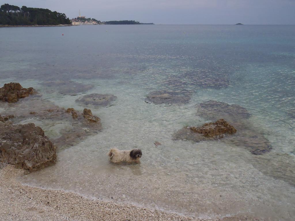 Apartments Mirta Rovinj Buitenkant foto